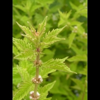 Lycope d'Europe, Lycopus europaeus (fam Lamiacees) (Europe occ., Asie) (3)